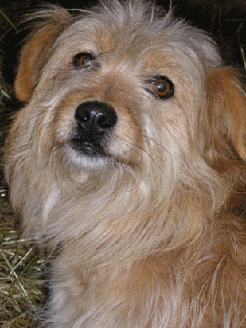 Flossy, our Pyrenean sheepdog