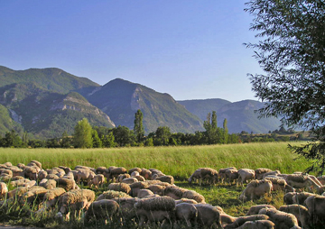 Préalpes sheep grazing