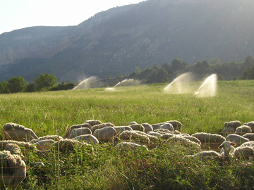 Sheep and irrigation